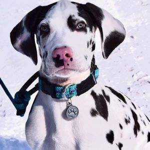 Meet your Posher, Brandon